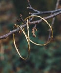 Brass twig bangle