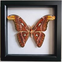  Framed - Thai Atlas Moth (Male) II