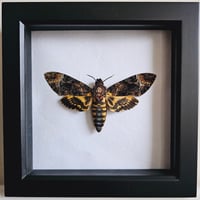 Framed - Greater Death's-Head Hawkmoth