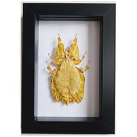 Framed - Yellow Gray's Leaf Insect