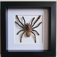 Framed - Tarantula sp.