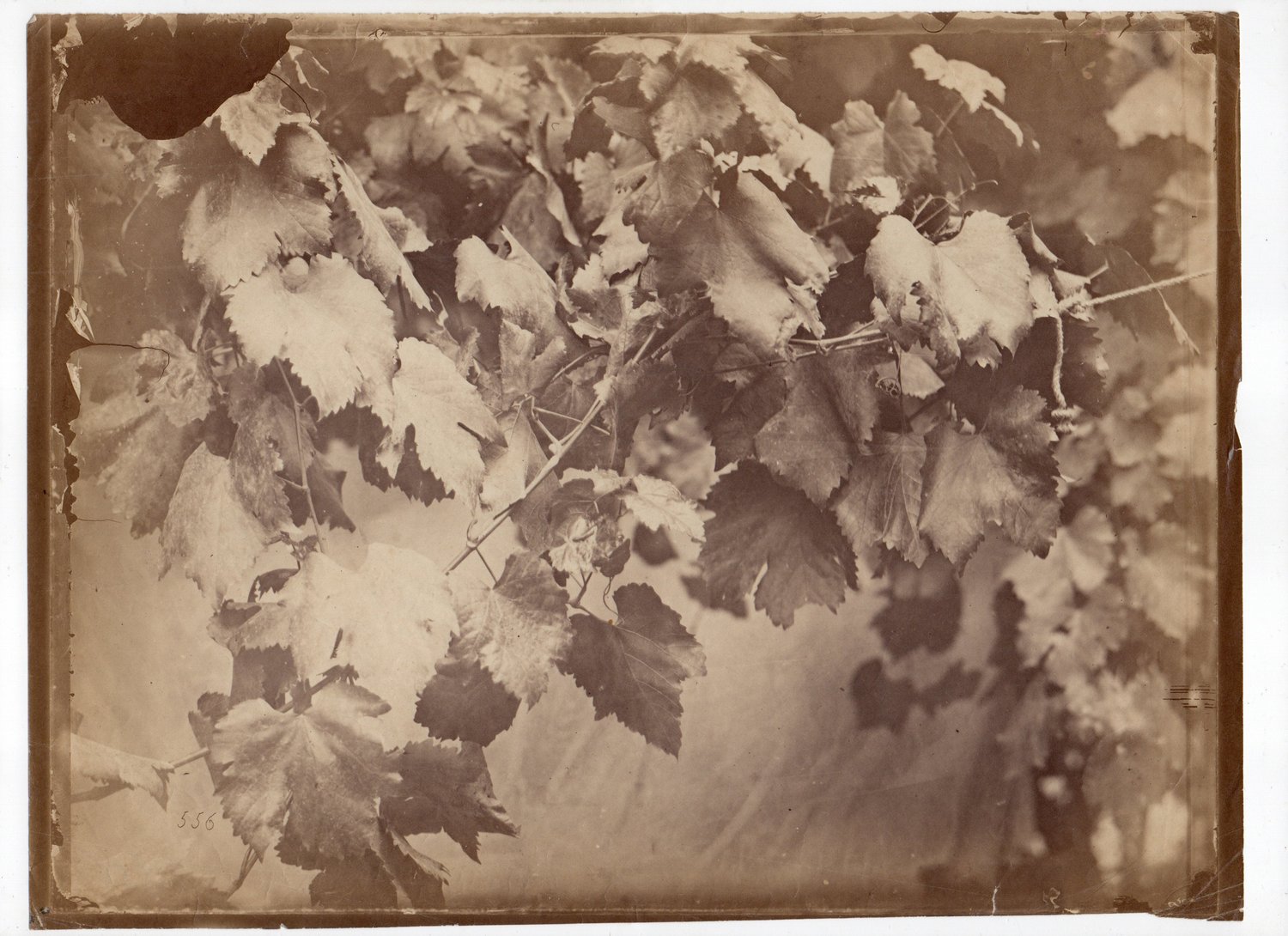 Image of Charles Aubry: study of a grape vine, ca. 1865