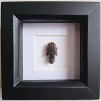 Framed - Trilobite Beetle (UNCOMMON)