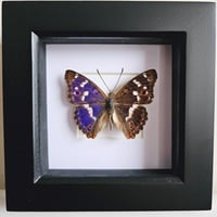 Framed - Purple Admiral Butterfly (RARE)