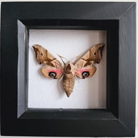 Framed - Eyed Hawkmoth (VINTAGE)