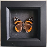 Framed - Red Admiral Butterfly