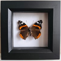 Framed - Red Admiral Butterfly II