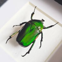 Image 2 of Framed - Green Flower Beetle