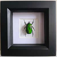 Image 1 of Framed - Green Flower Beetle