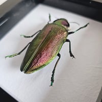 Image 2 of Framed - Giant Metallic Wood-Boring Beetle