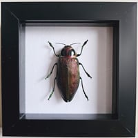 Image 1 of Framed - Giant Metallic Wood-Boring Beetle