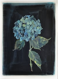 Blue Hydrangea Giclee print by Flora Roberts