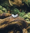 Moth ring