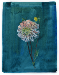 Dahlia giclee print by Flora Roberts