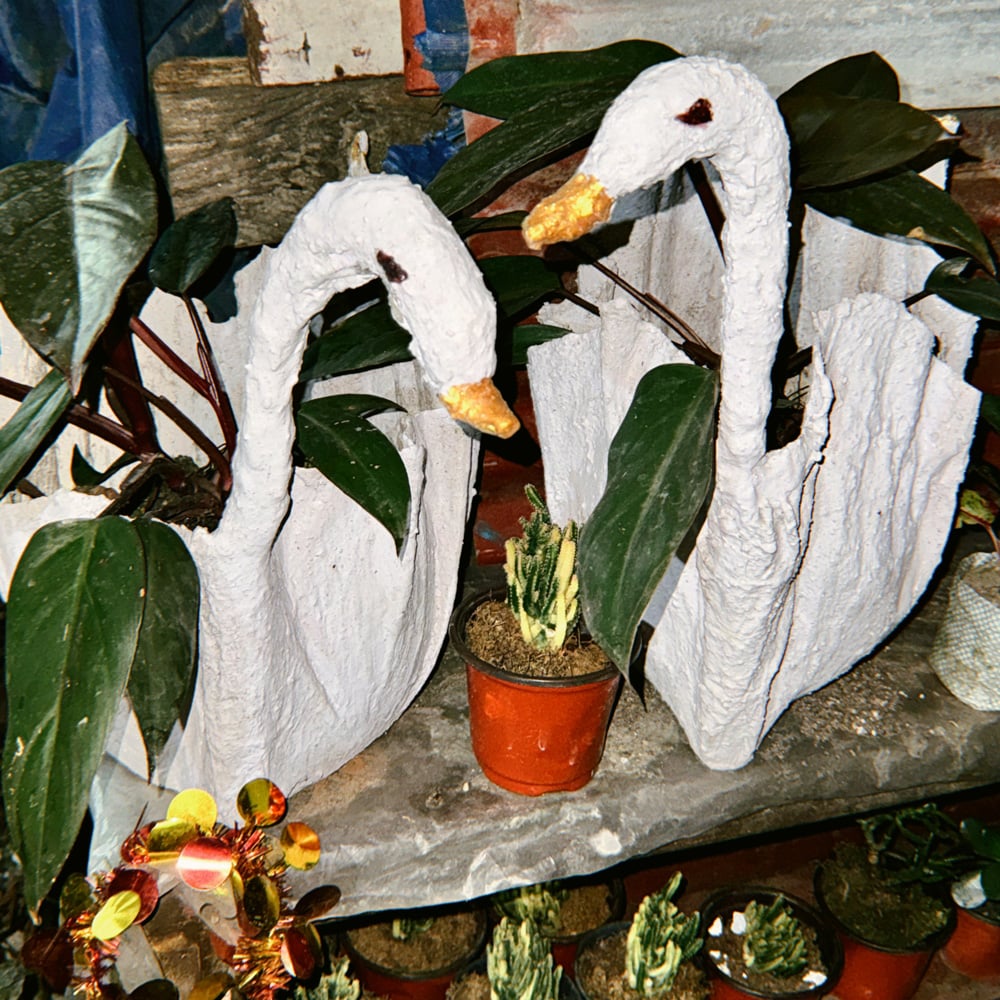 Image of Inkjet Print - Midnight Swans 20x30cm