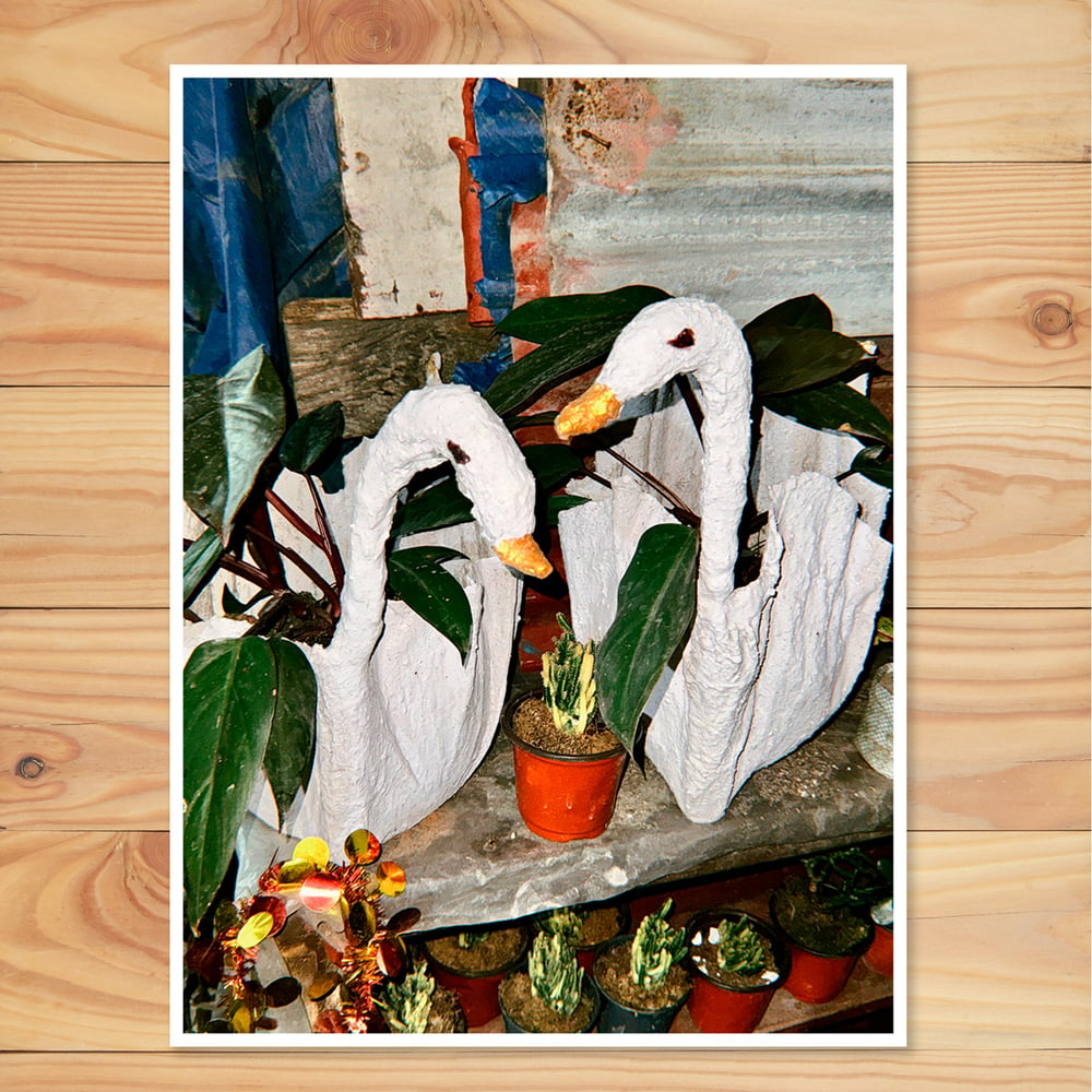 Image of Inkjet Print - Midnight Swans 20x30cm