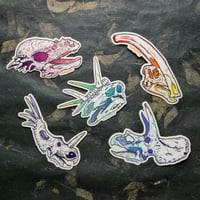 Image 4 of Dinosaur Skulls - Herbivores - High Quality Clear Vinyl Stickers - Choose Your Own!