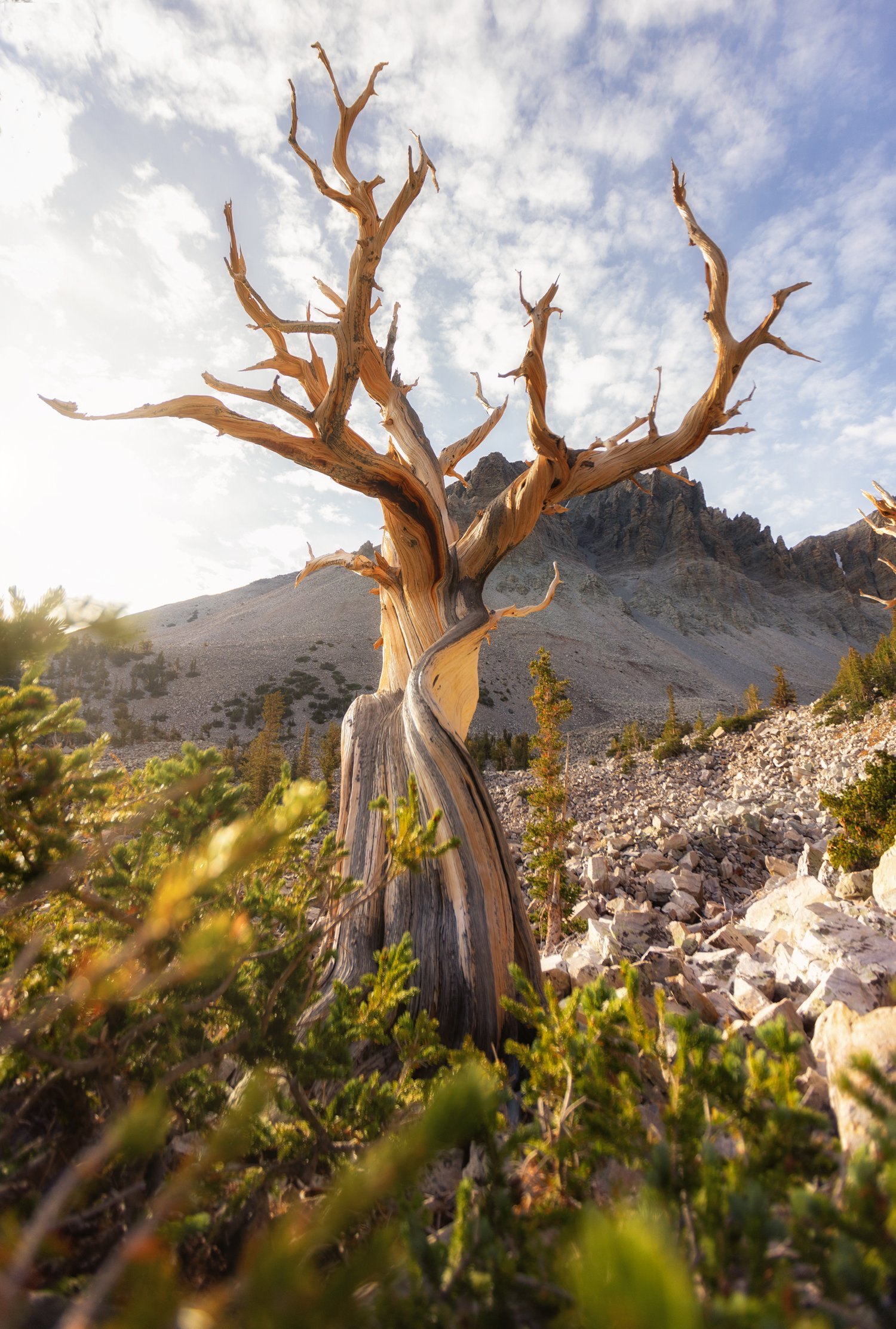 Image of Whisper of the Bristlecone