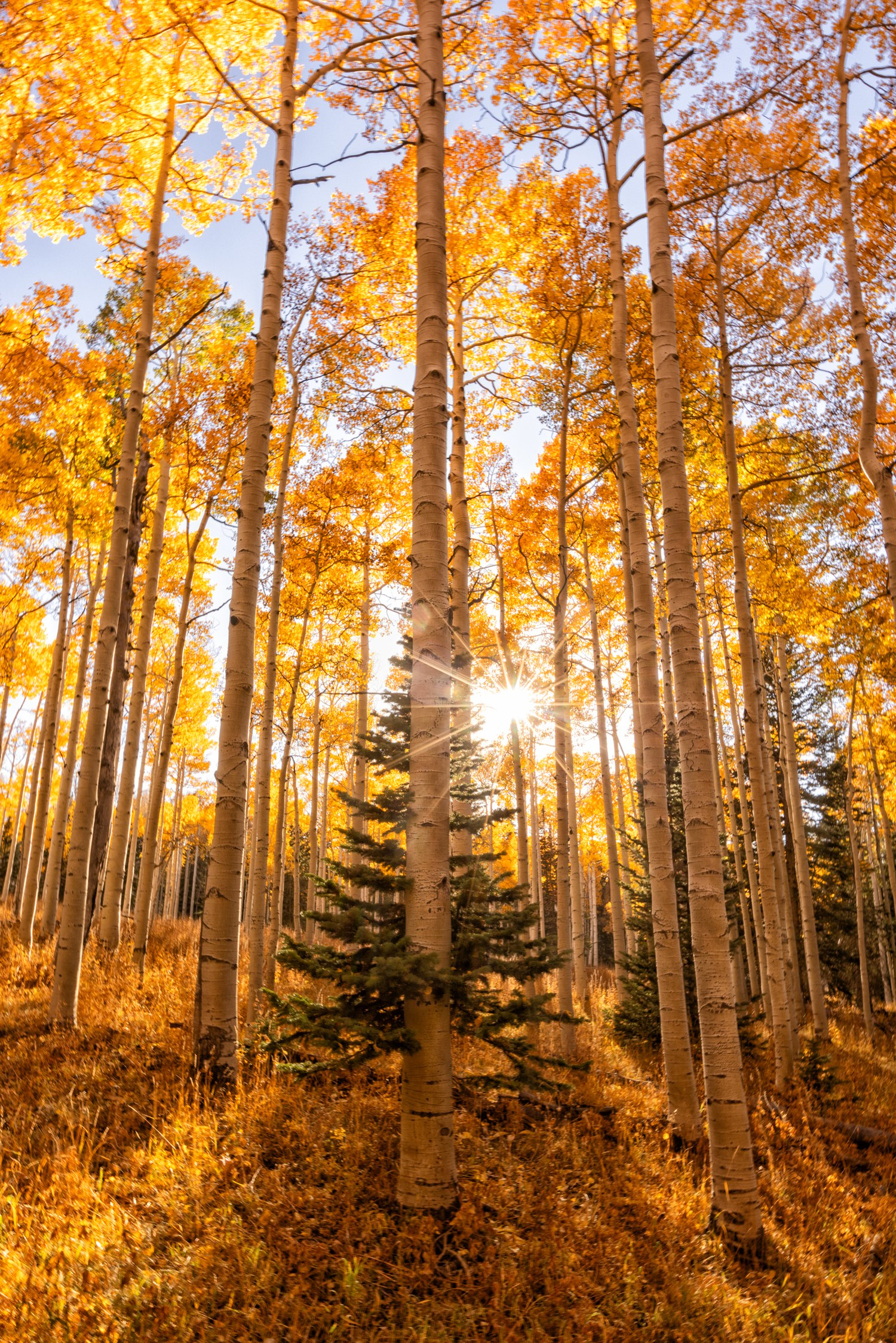 Image of Tree Hugger