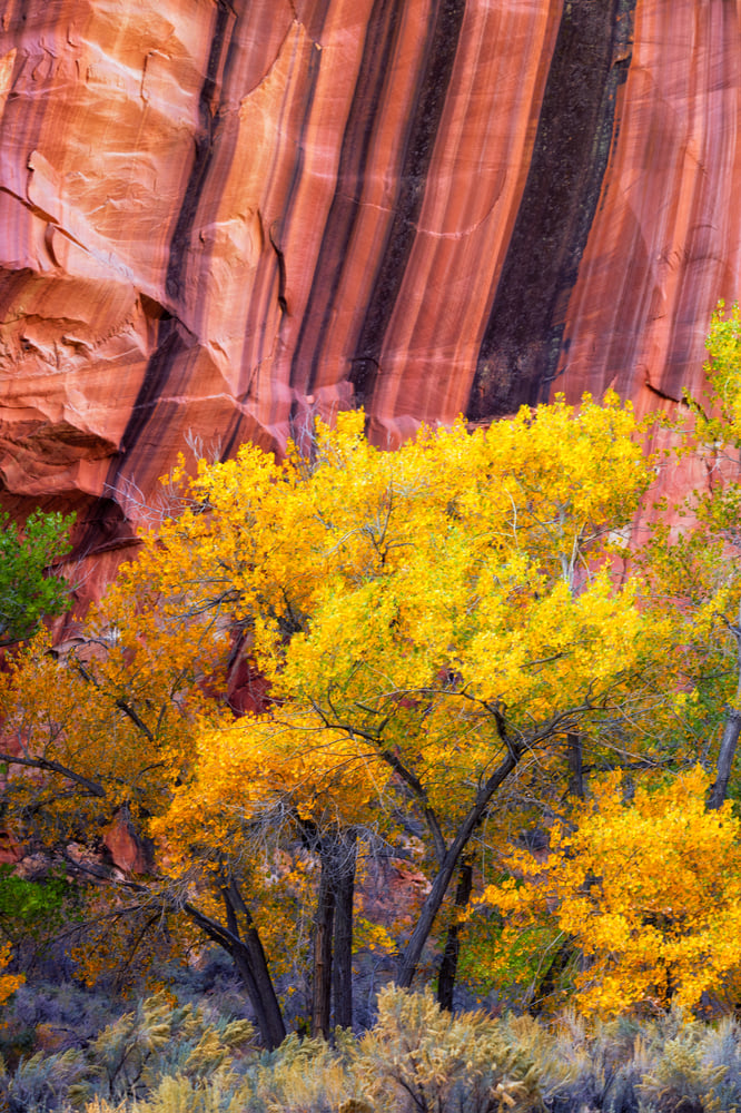 Image of Cottonwood of Capitol Reef