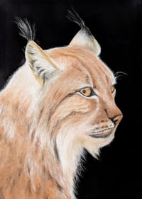 Luchs (Lynx) DIN A1 original painting in acrylic on paper