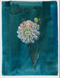 Dahlia original painting by Flora Roberts