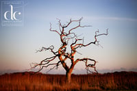 Snape Suffolk Print. Dead Tree at Snape, Suffolk