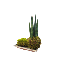 Image 1 of KOKEDAMA SANSEVIERA TUBOLARE (SMALL)