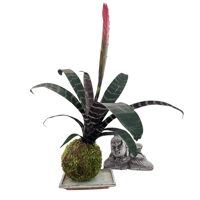 Image 1 of KOKEDAMA VRIESEA