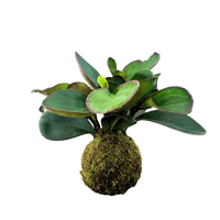 Image 1 of KOKEDAMA PEPEROMIA