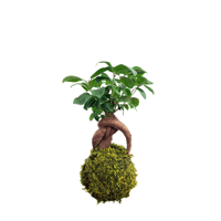 Image 1 of KOKEDAMA FICUS RETUSA BONSAI (SMALL)