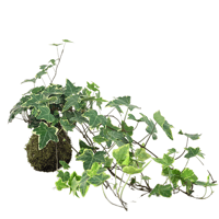 Image 1 of KOKEDAMA EDERA (XL)