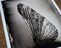 Image 2 of Wing of a Mantis | Print