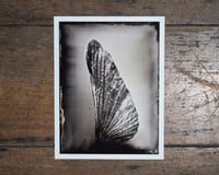 Image 1 of Wing of a Mantis | Print