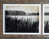 Image 2 of Reeds Diptych | Print