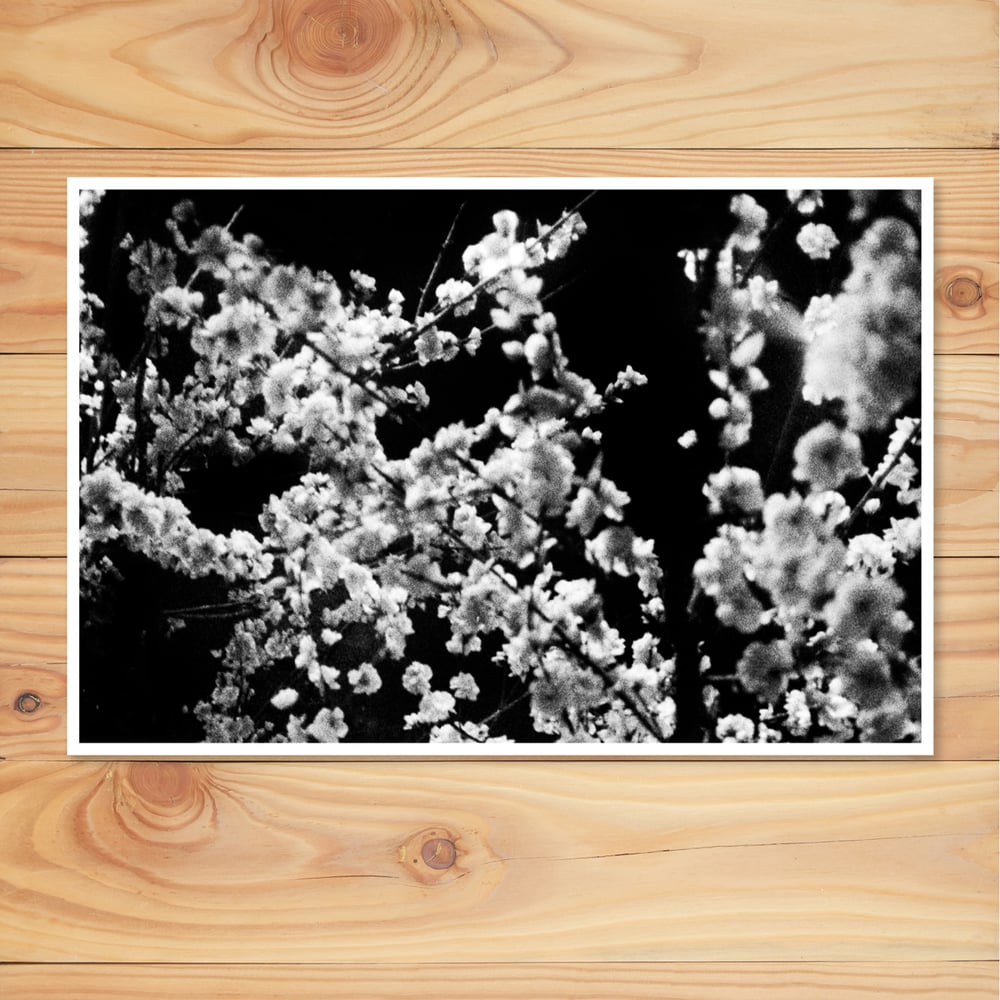 Image of Inkjet Print - Winter Cherry Tree 30x45cm