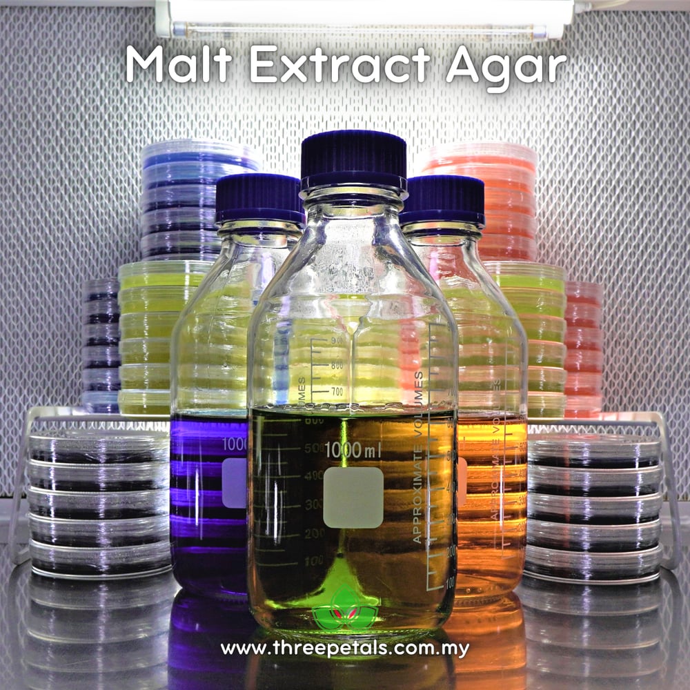 Tiger's Milk TH (Lignosus Rhinocerotis) Live Mycelium Mushroom Culture Spawn Seed
