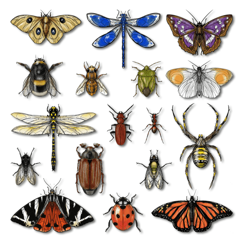 Image of DZIA'S ENTOMOLOGY CABINET