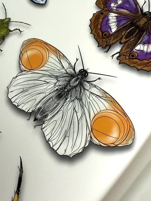 Image of DZIA'S ENTOMOLOGY CABINET