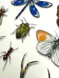 Image 4 of DZIA'S ENTOMOLOGY CABINET