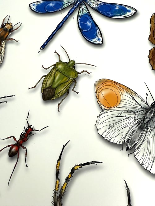 Image of DZIA'S ENTOMOLOGY CABINET