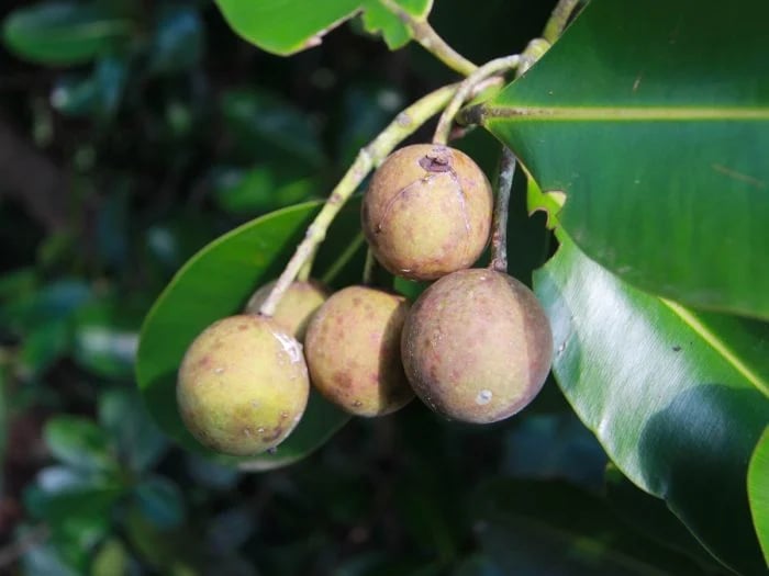TamaNUskin! Luxurious Moisturizing Exotic Tamanu Nut Seed Body Butter. Eczema. Renews Skin Cells.