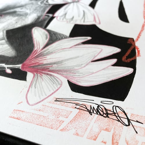 Image of - Magnolias -