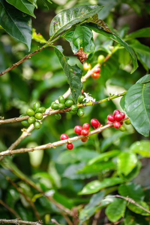 Image of Fondo Paez - Colombie BIO | FILTRE