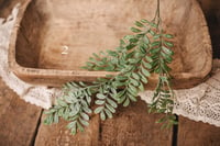 Image 2 of Various green plants