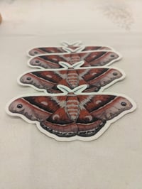 Image 1 of Moth Sticker