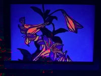 Image 5 of White Lily UV