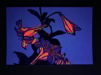 Image 2 of White Lily UV