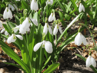 10 flowering bulbs Galanthus Plicatus snowdrop