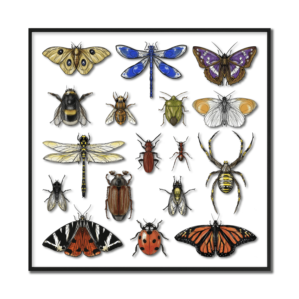 Image of DZIA'S ENTOMOLOGY CABINET